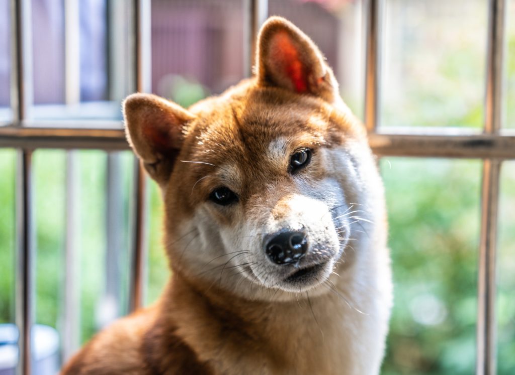 Image of a dog