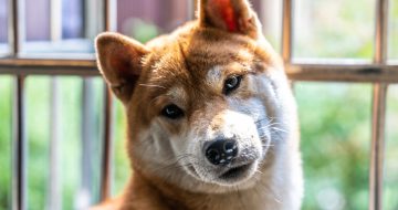 Image of a dog